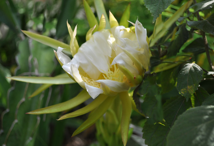 DSC_0003a.jpg